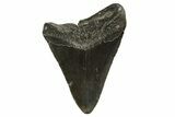 Fossil Megalodon Tooth - South Carolina #321325-1